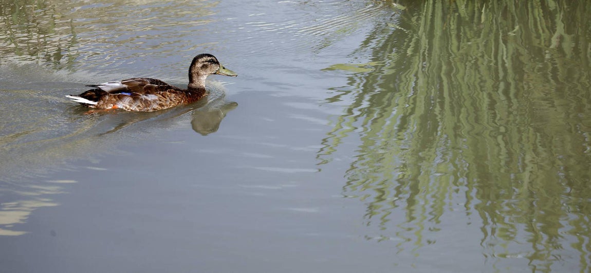 La fauna en el Guadalquivir en Córdoba, en imágenes