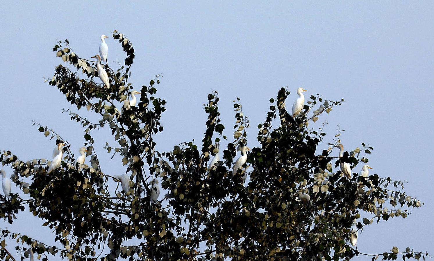 La fauna en el Guadalquivir en Córdoba, en imágenes