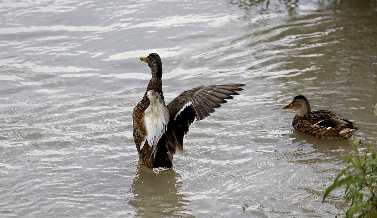 La fauna en el Guadalquivir en Córdoba, en imágenes