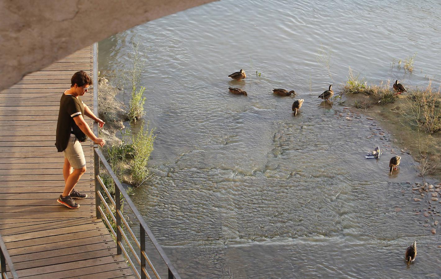 La fauna en el Guadalquivir en Córdoba, en imágenes