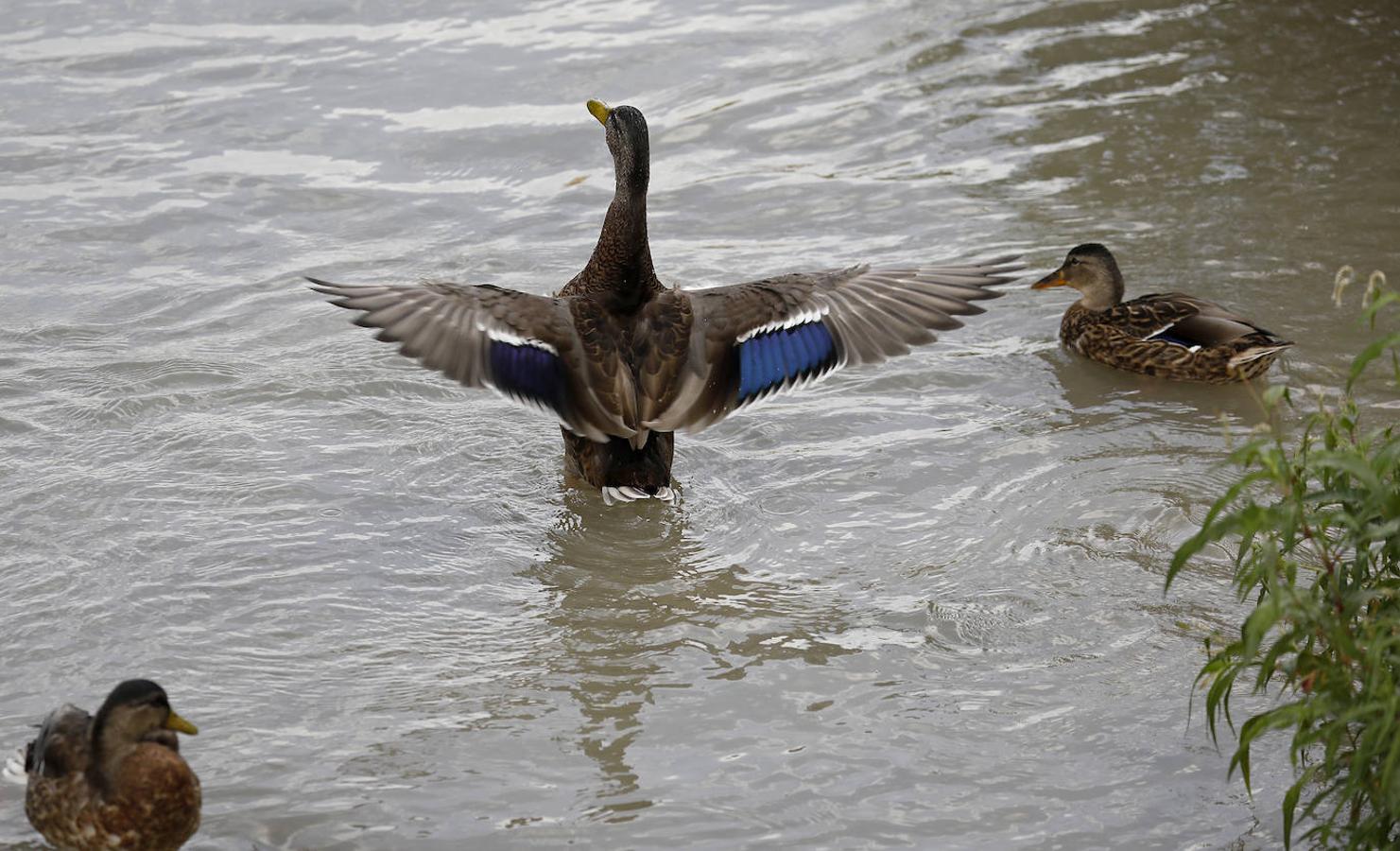 La fauna en el Guadalquivir en Córdoba, en imágenes