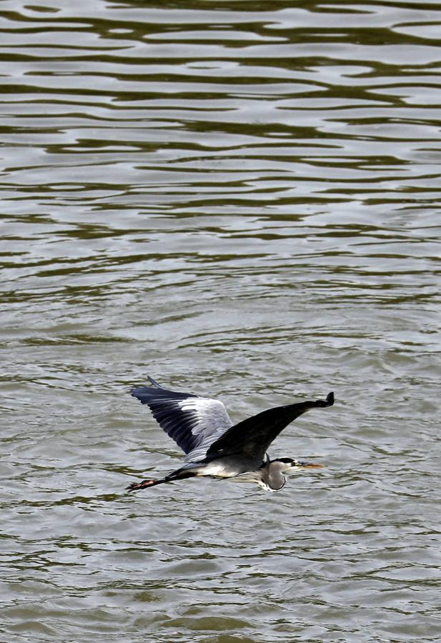 La fauna en el Guadalquivir en Córdoba, en imágenes