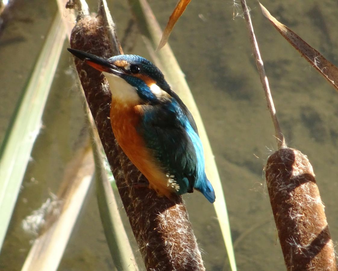 13.. El martín pescador es una de las aves más difíciles de fotografiar por su rápido aleteo. Es un ave sedentaria que caza insectos y pequeños peces zambulléndose