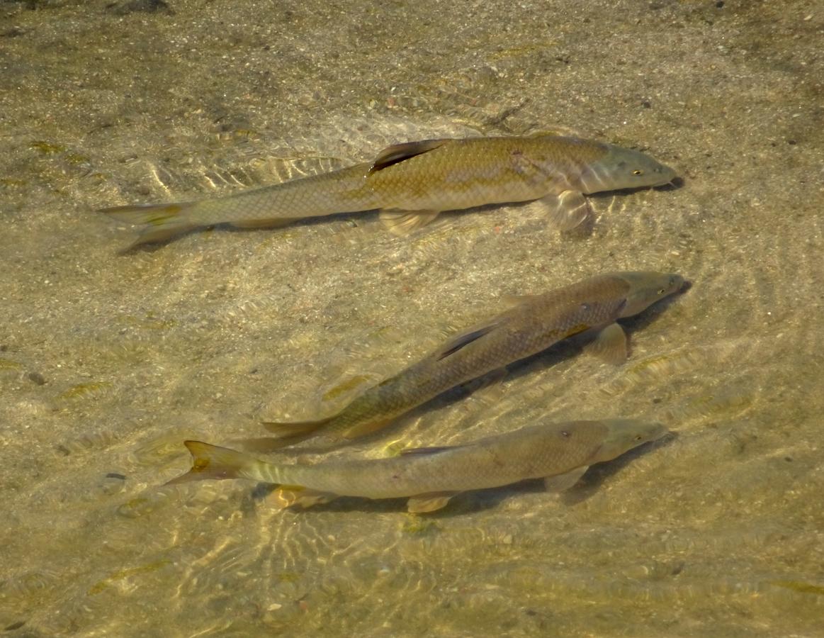 14.. Unos barbos nadan en grupo por el río