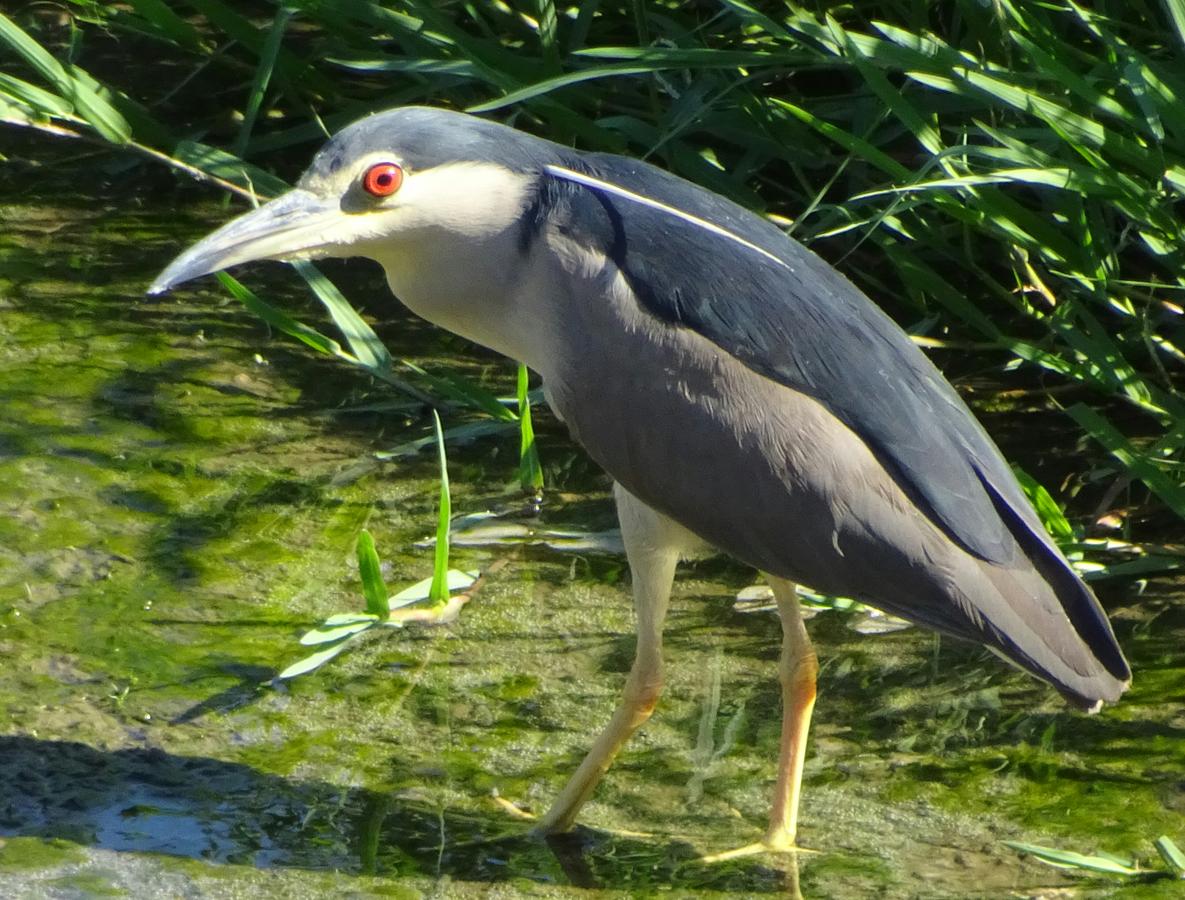 18.. Los martinetes son una de las aves estrella del río. Aunque es noctámbula, se deja ver en ocasiones de día