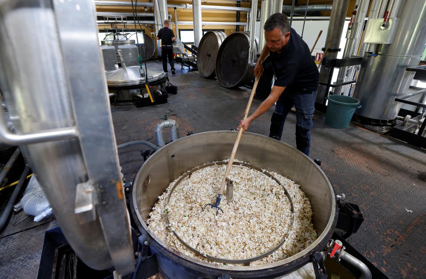 El principio del perfume. Grasse es desde final del XIX o principicos del XX el mayor centro mundial de materias primas naturales de perfumería y sus derivados. En la foto, trabajadores preparan flores de jazmín para la extracción de la fragancia que se utilizará para hacer el perfume Chanel No. 5 en los campos de la familia Mul, en Pegomas ,cerca de Grasse.