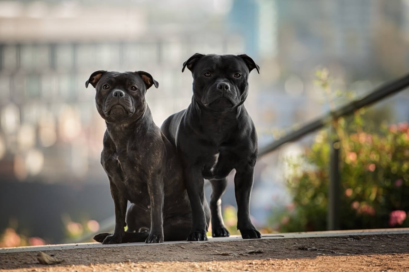 El Gobierno prepara una nueva ley sobre los perros potencialmente peligrosos