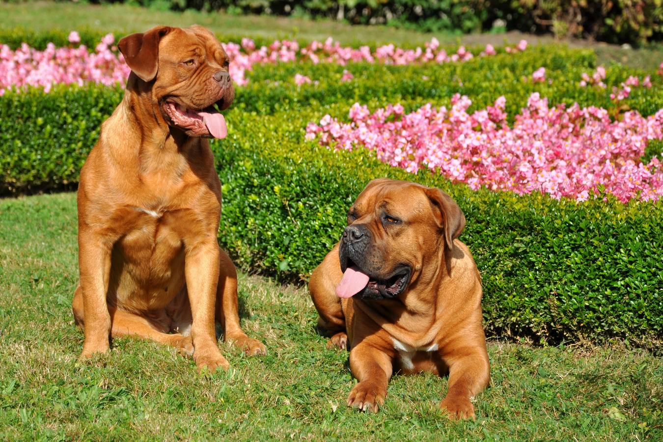 El Gobierno prepara una nueva ley sobre los perros potencialmente peligrosos