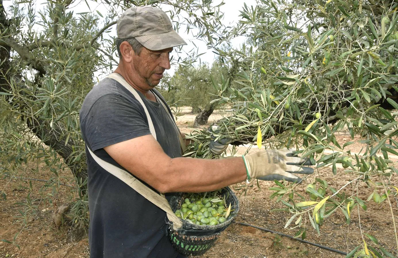 La sequía persistente condiciona una campaña de verdeo de media a baja producción en Sevilla