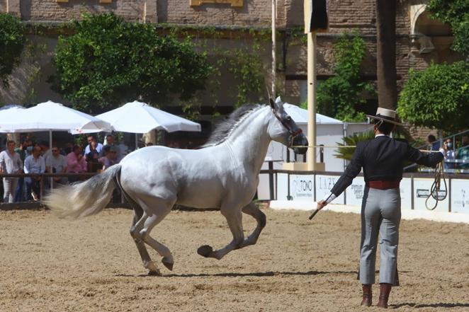 El Concurso Morfológico de Pura Raza Española (PRE) &#039;Ciudad de Córdoba&#039;, en imágenes