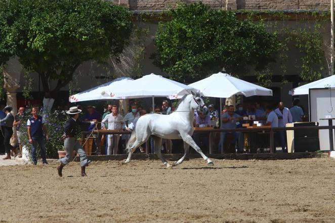 El Concurso Morfológico de Pura Raza Española (PRE) &#039;Ciudad de Córdoba&#039;, en imágenes