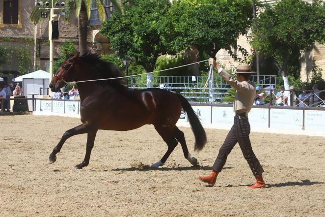 El Concurso Morfológico de Pura Raza Española (PRE) &#039;Ciudad de Córdoba&#039;, en imágenes