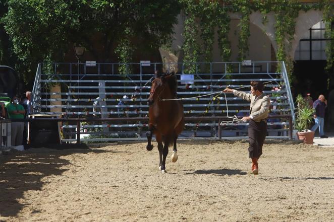 El Concurso Morfológico de Pura Raza Española (PRE) &#039;Ciudad de Córdoba&#039;, en imágenes