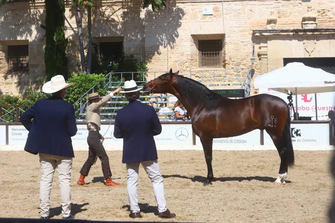 El Concurso Morfológico de Pura Raza Española (PRE) &#039;Ciudad de Córdoba&#039;, en imágenes