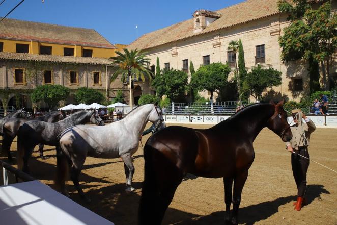 El Concurso Morfológico de Pura Raza Española (PRE) &#039;Ciudad de Córdoba&#039;, en imágenes