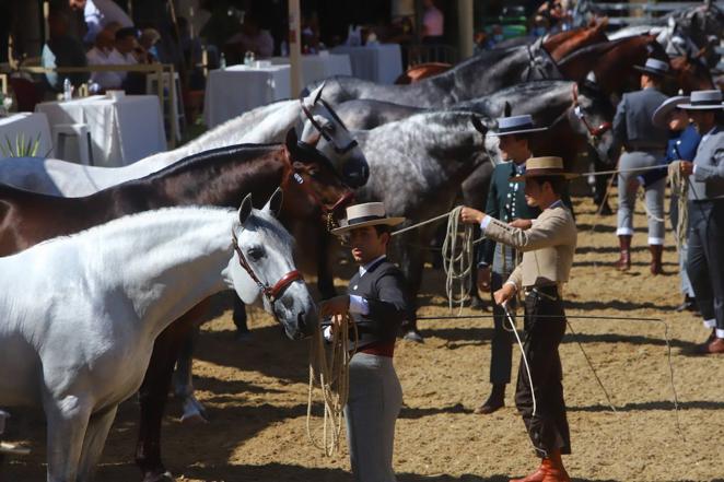 El Concurso Morfológico de Pura Raza Española (PRE) &#039;Ciudad de Córdoba&#039;, en imágenes