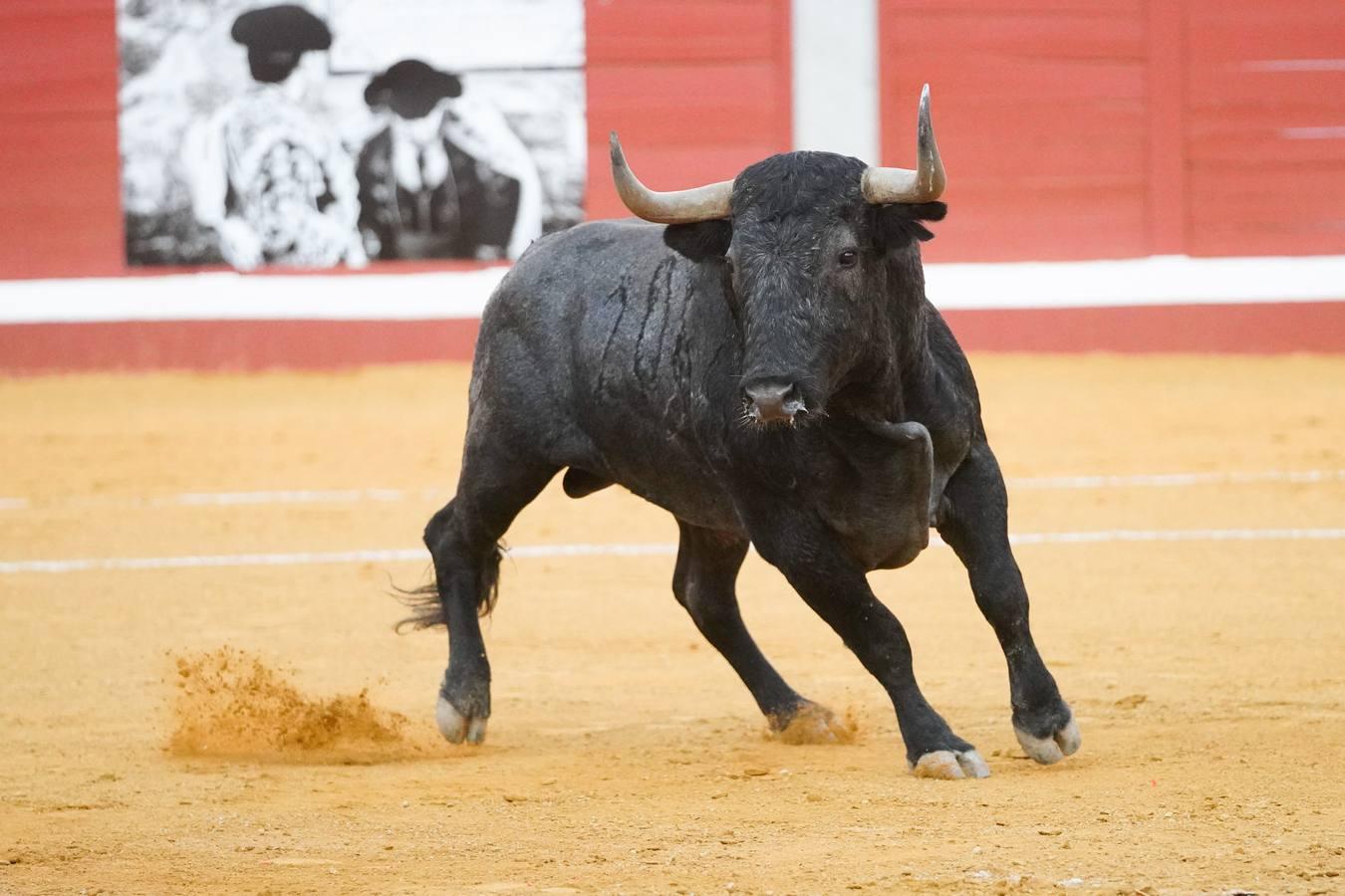 La corrida de la feria de Pozoblanco, en imágenes