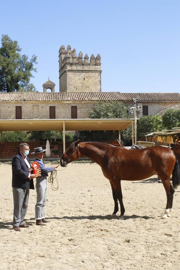 La entrega de Premios Cabalcor 2021 en Caballerizas Reales, en imágenes