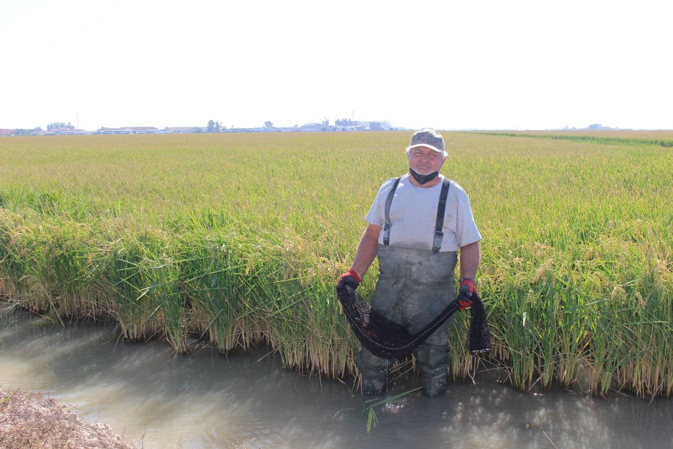 En imágenes, malos tiempos para la pesca del cangrejo rojo en Sevilla