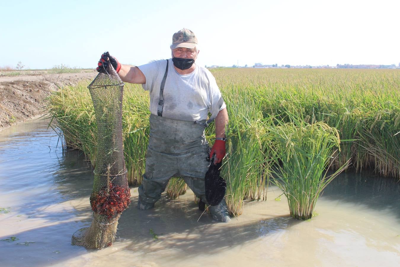 En imágenes, malos tiempos para la pesca del cangrejo rojo en Sevilla