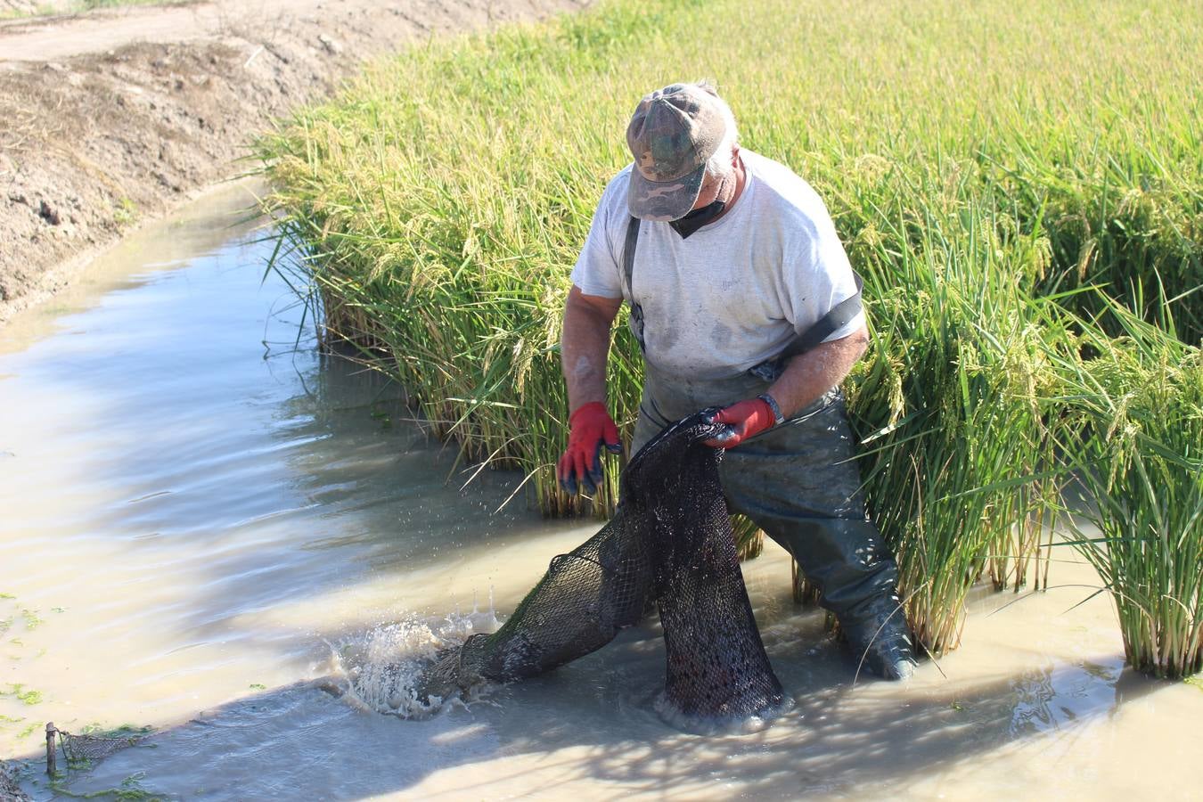 En imágenes, malos tiempos para la pesca del cangrejo rojo en Sevilla