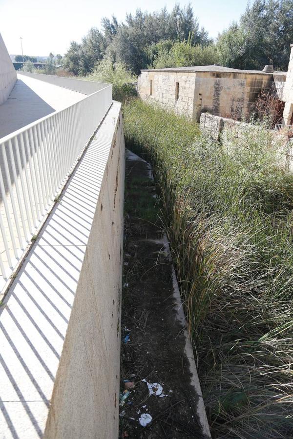 En imágenes, la vegetación tapa los molinos del Guadalquivir en Córdoba