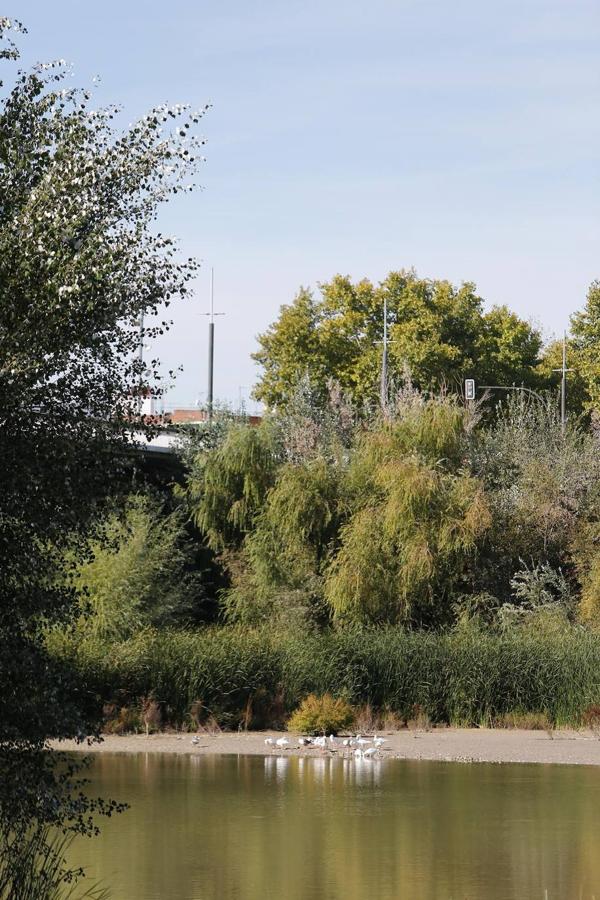 En imágenes, la vegetación tapa los molinos del Guadalquivir en Córdoba