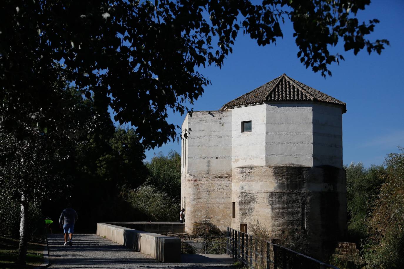 En imágenes, la vegetación tapa los molinos del Guadalquivir en Córdoba