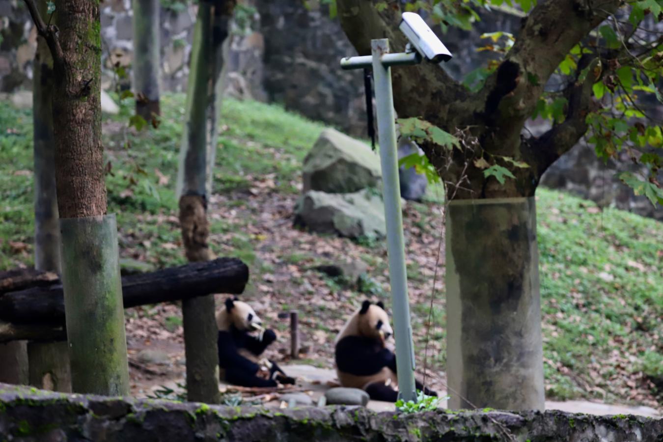 Para proteger el Parque Nacional de los Pandas y prevenir los incendios y la caza furtiva, el gigante chino de las telecomunicaciones Huawei ha instalado un sofisticado sistema de vigilancia que usan 140.000 guardas forestales en la “Nube” y llega a las montañas más remotas. 