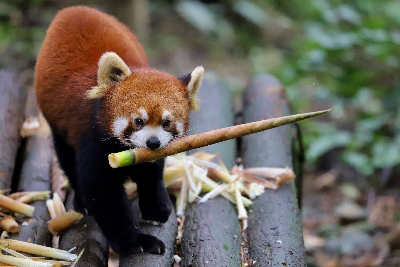 Los pandas rojos corren sueltos por la Base de Cría de Dujiangyan, en la provincia de Sichuan, y están tan acostumbrados al ser humano que se pasean entre los visitantes como si fueran gatos. 