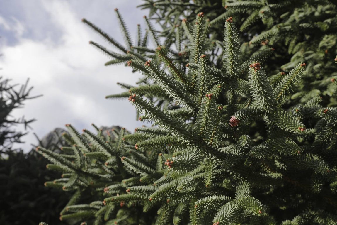 Fotos: Grazalema, en imágenes