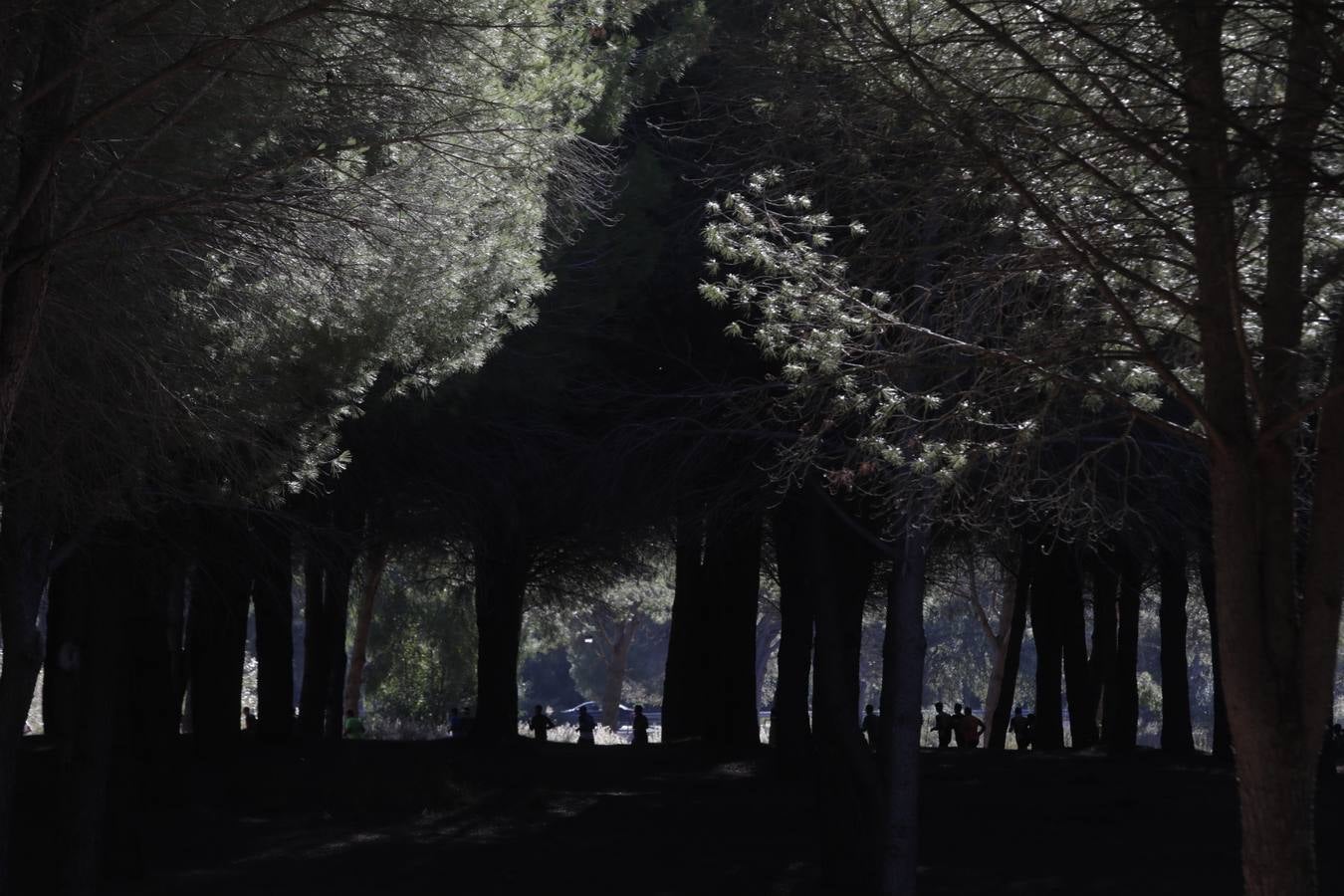 FOTOS: El VII Cross Pinar de La Plata de Arcos, en imágenes