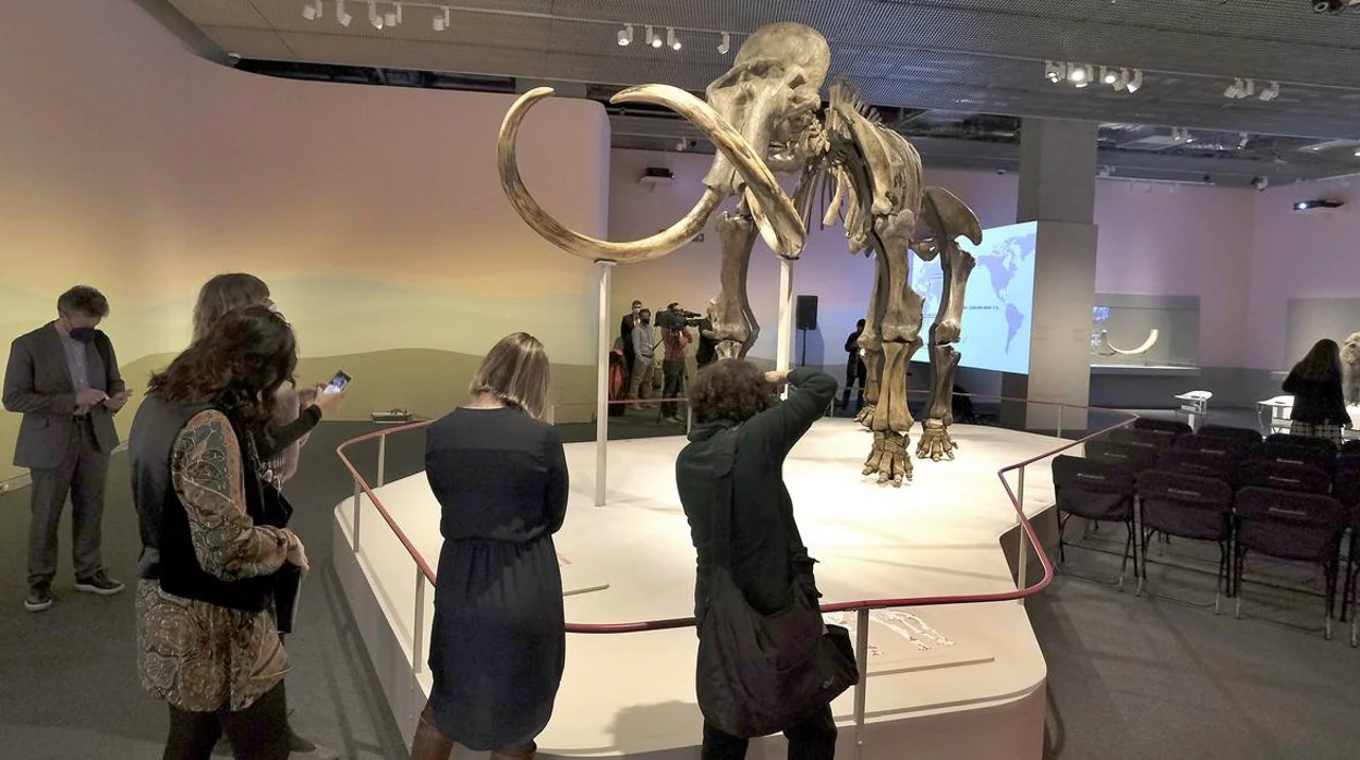 Descubriendo al gigante de la Edad de Hielo, el mamut, en CaixaForum Sevilla
