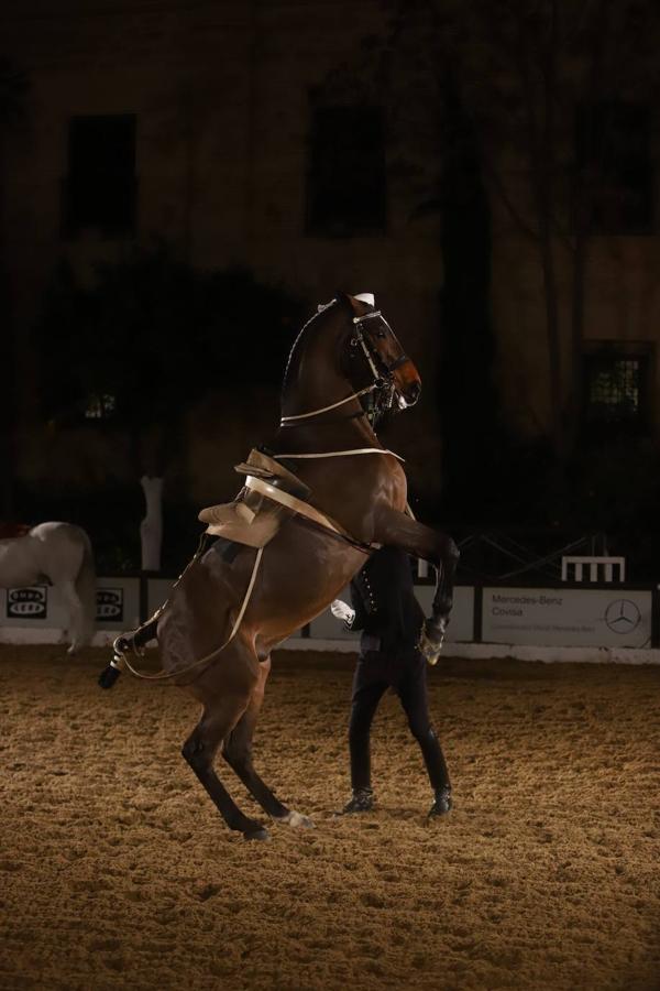 El espectáculo de Cadre Noir en Caballerizas Reales, en imágenes