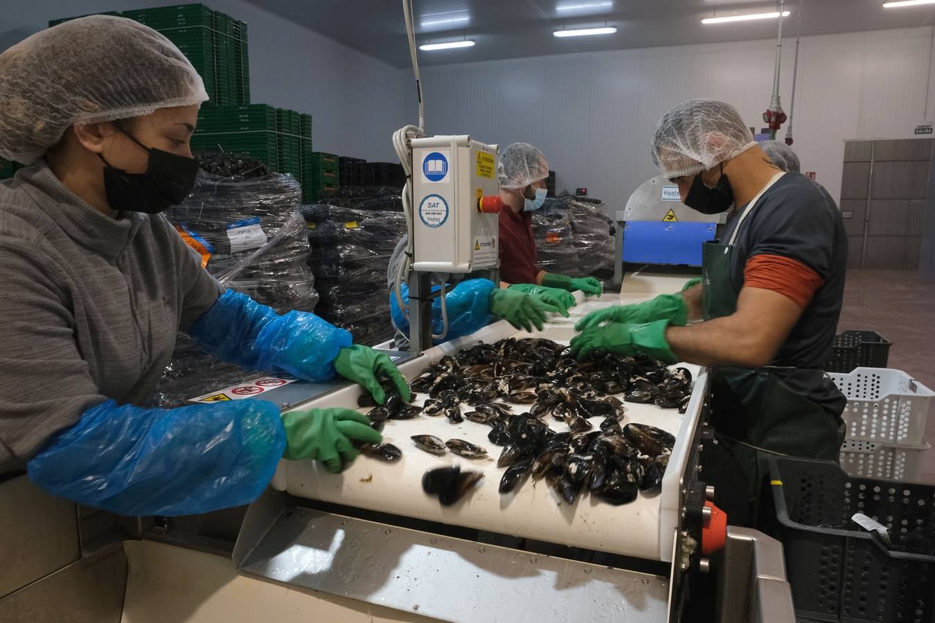 FOTOS: Cetárea, bogavantes y centollos vivos en la Zona Franca de Cádiz