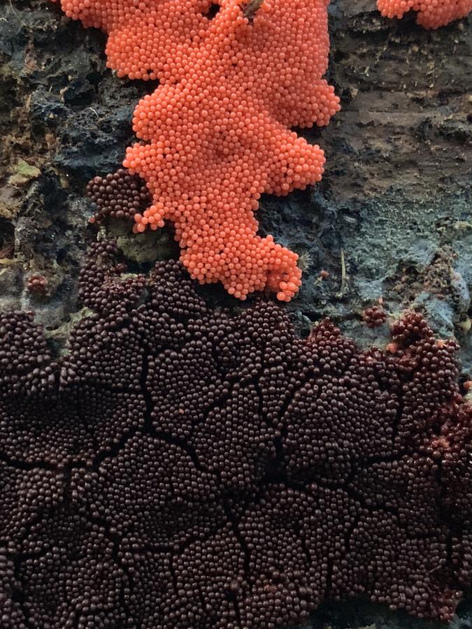 Volcán de mixomicetos. No es un animal, una planta o un hongo. El protagonista de esta imagen es un organismo conocido como ‘huevas de salmón’ (Trichia decipiens), perteneciente al extraño grupo de los mixomicetos. Estos seres vivos han resultado muy difíciles de clasificar por su complejo ciclo vital y reproductivo, y actualmente forman parte del reino de los protistas.. 