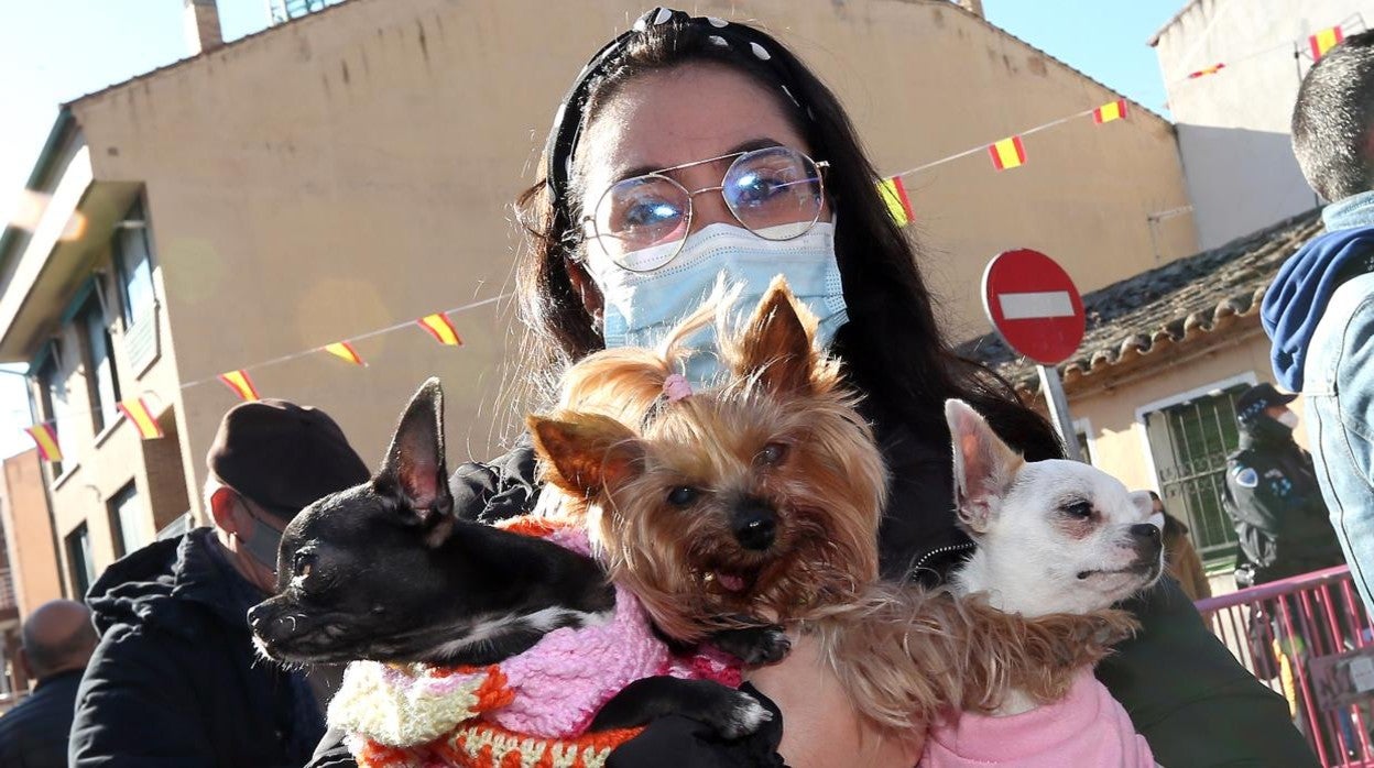 Vuelve la celebración de San Antón a Toledo