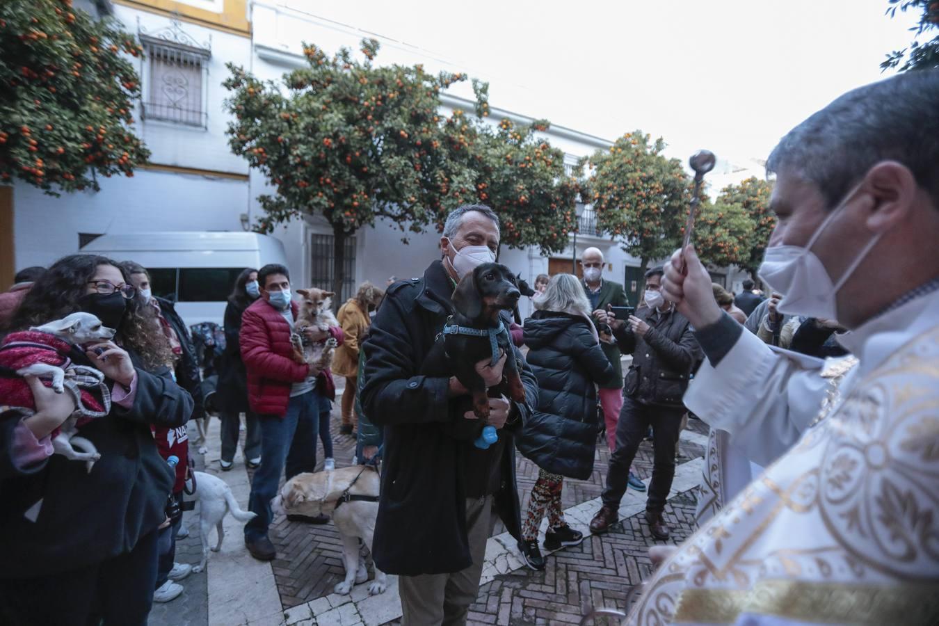 Bendición de animales en la parroquia de San Vicente por el día de San Antón