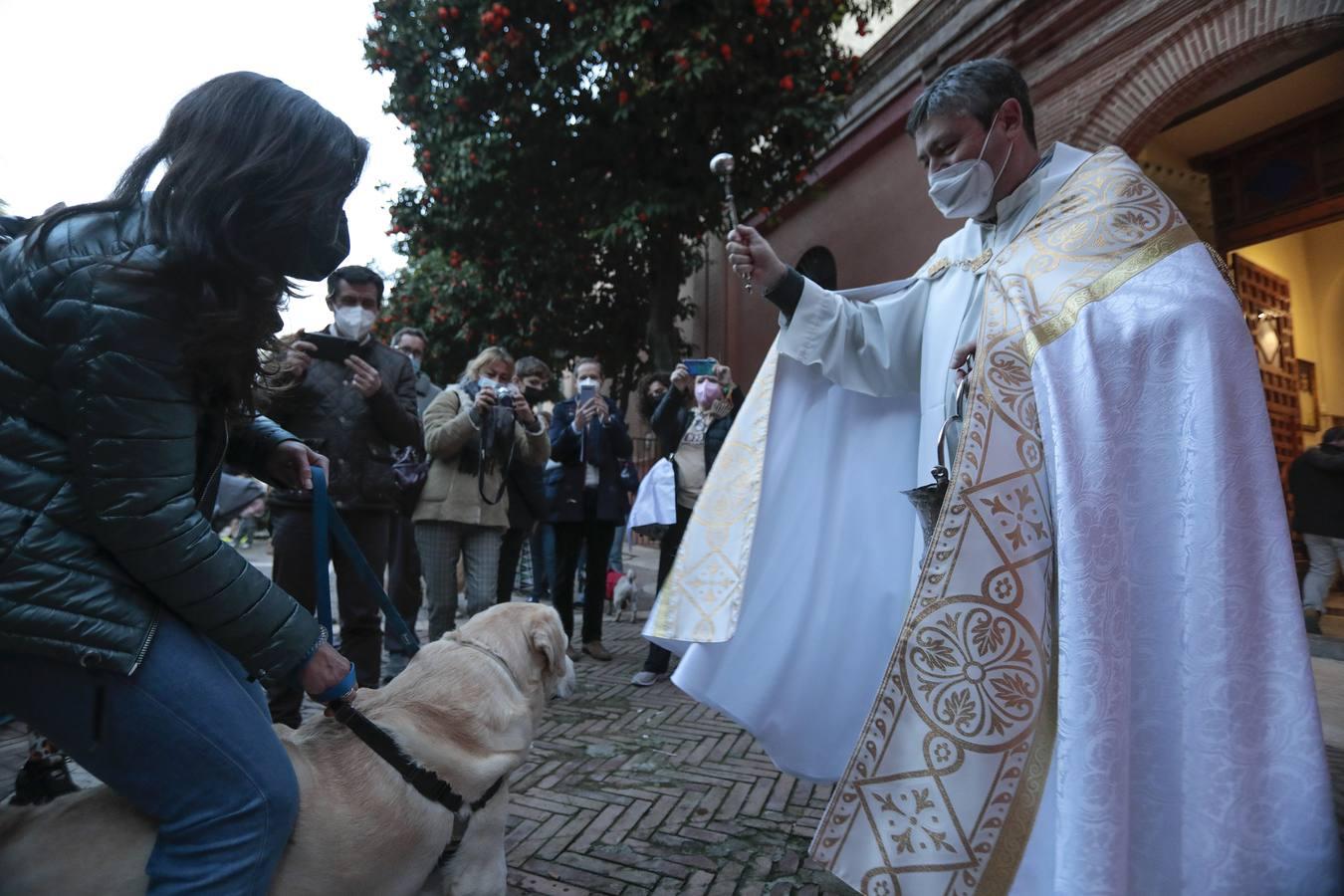 Bendición de animales en la parroquia de San Vicente por el día de San Antón