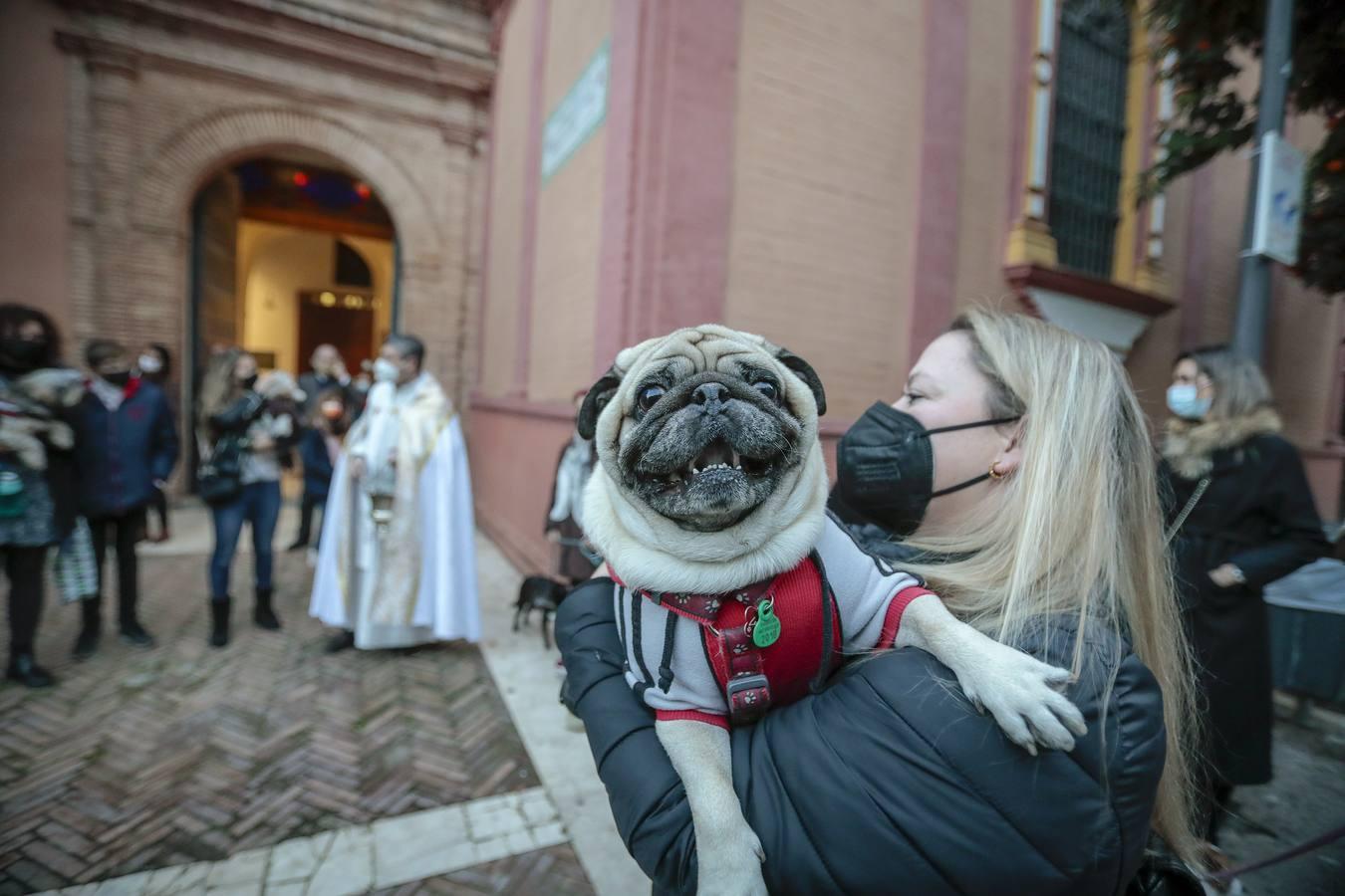 Bendición de animales en la parroquia de San Vicente por el día de San Antón