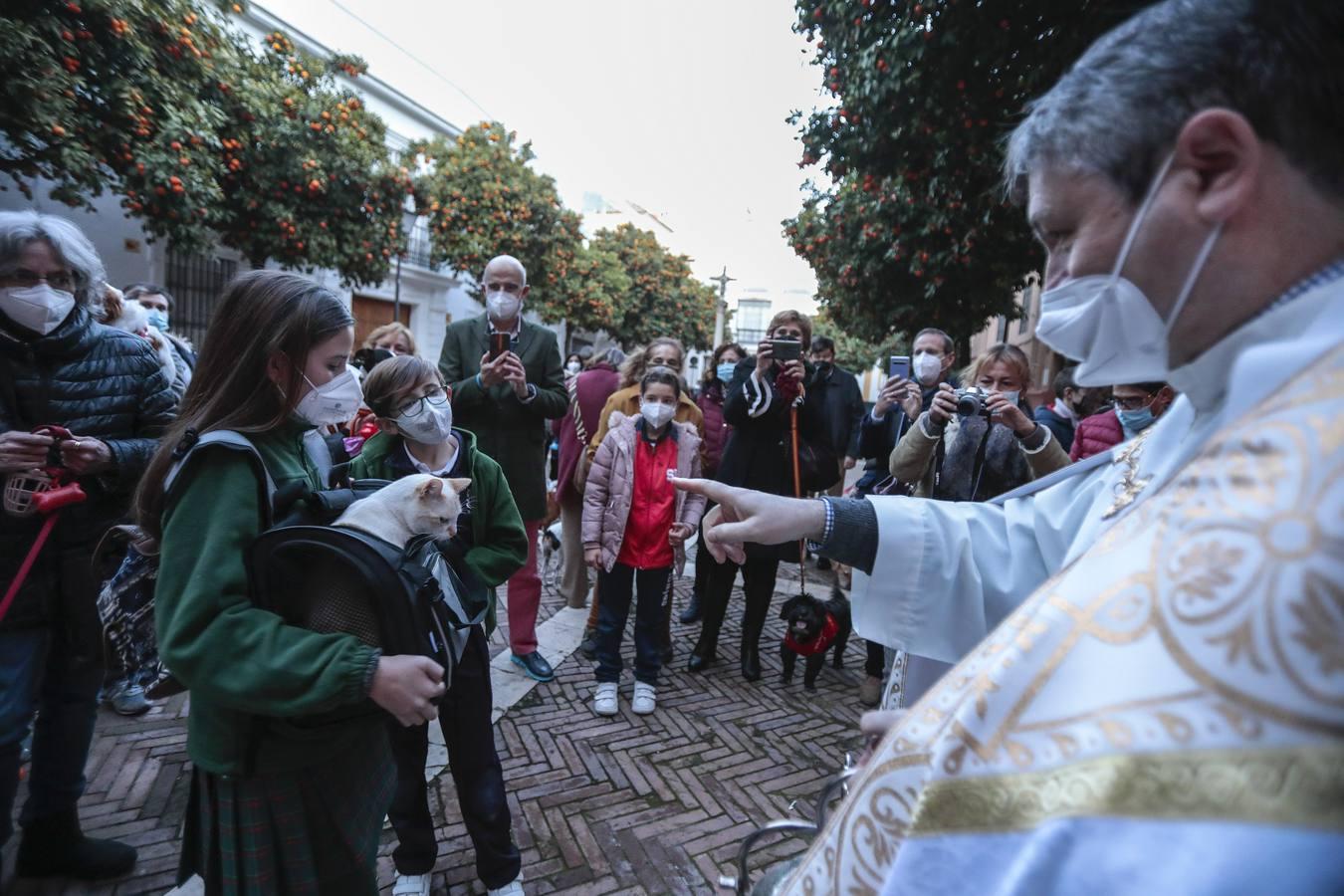 Bendición de animales en la parroquia de San Vicente por el día de San Antón