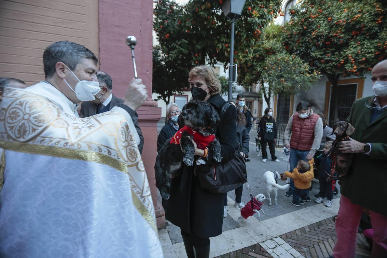 Bendición de animales en la parroquia de San Vicente por el día de San Antón