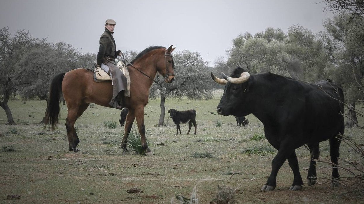 En imágenes, el torero Manuel Escribano en un tentadero en las fincas de Miura