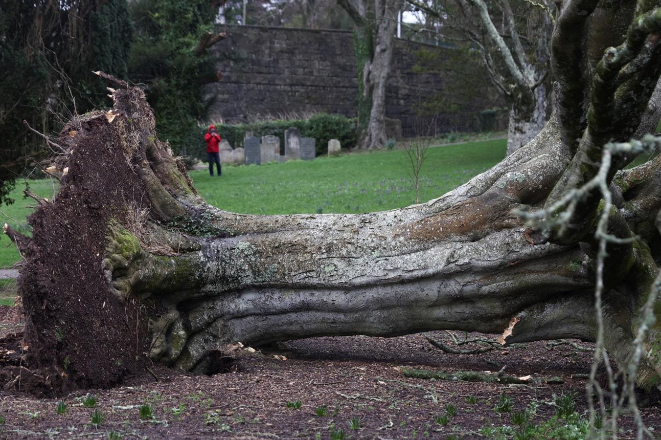Un árbol caído por el fuerte viento en un cementerio de Cornwall (Gran Bretaña). 