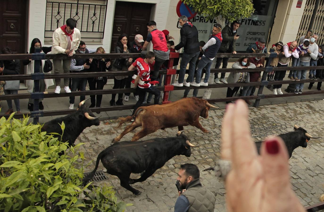 Tradicionales encierros en honor a San Sebastián en la Puebla del Río. JUAN FLORES