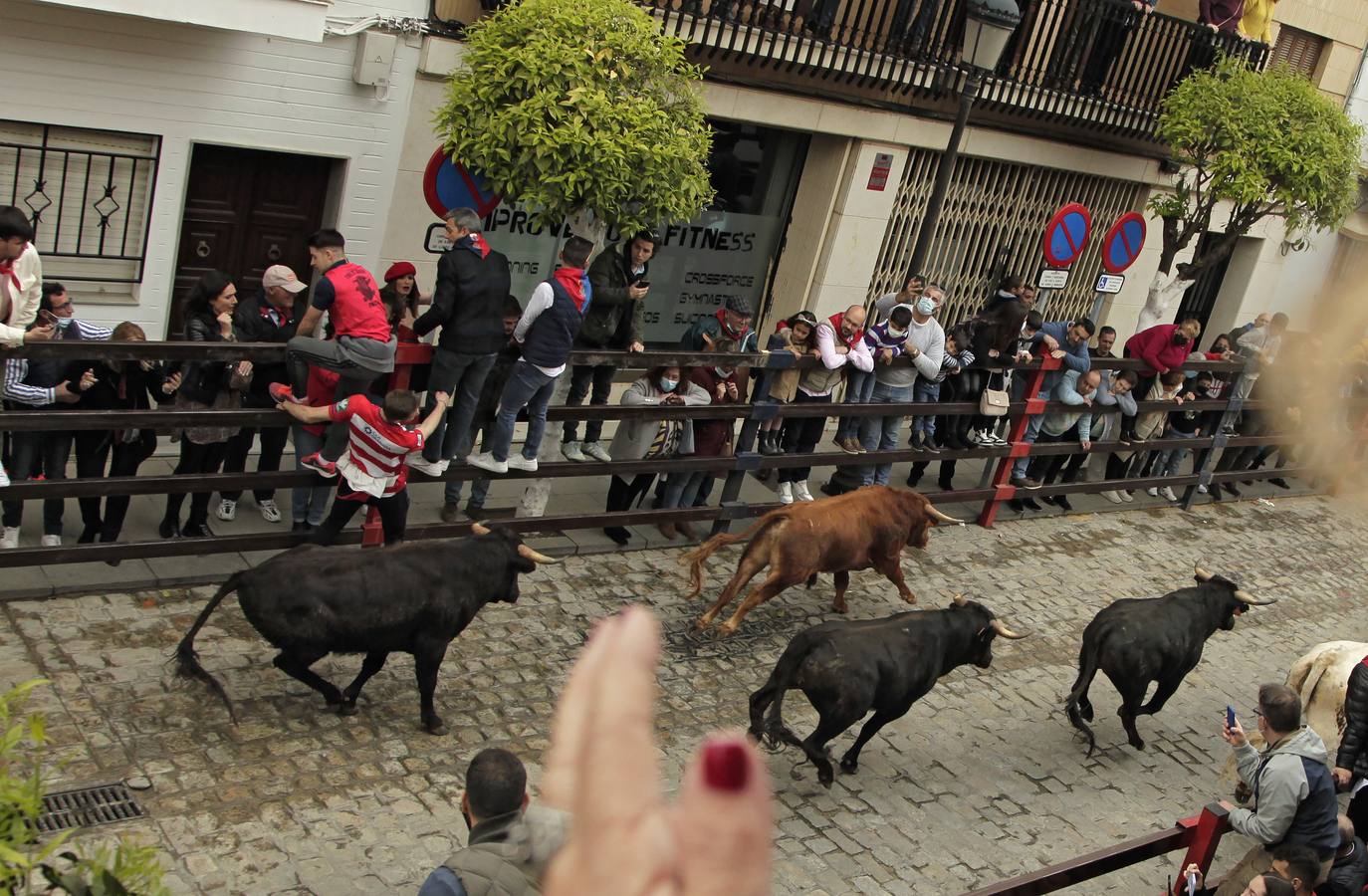 Tradicionales encierros en honor a San Sebastián en la Puebla del Río. JUAN FLORES