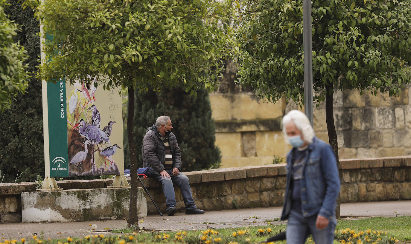 La avenida del Alcázar de Córdoba, en imágenes