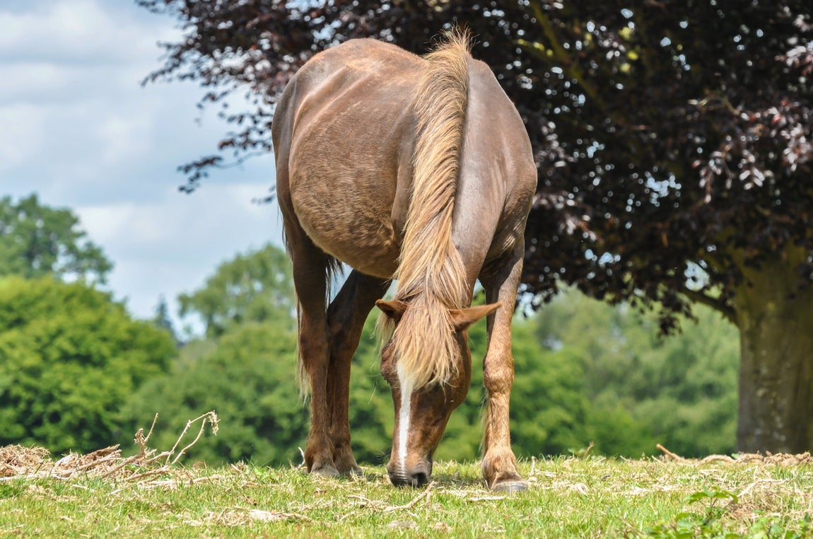 Parque nacional New Forest, Reino Unido (21.101 reseñas). En el condado de Hampshire (sur de Inglaterra) se halla el Parque Nacional de New Forest, Junto con los hermosos paisajes, las estrellas del parque son, sin duda alguna, los ponis salvajes que viven en libertad en plena naturaleza. Dentro del parque también hay varias poblaciones con mucho encanto, como por ejemplo Brockenhurst, Beaulieu, Burley y Lyndhurs.