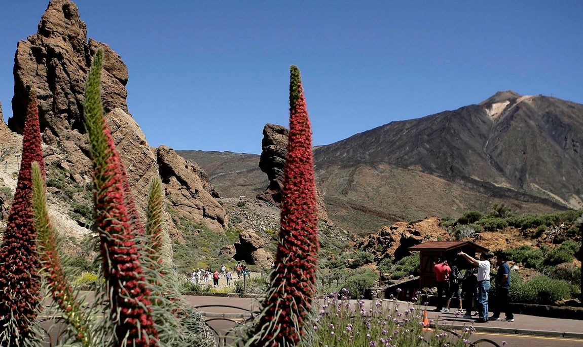 Parque nacional del Teide, España (31.433 reseñas). El Teide es el pico más alto del país (3.715 m). Con cientos de conos, coladas y cuevas, este parque es una de las manifestaciones más importantes de vulcanismo en todo el mundo. Entre las curiosas formaciones rocosas que salpican el Teide cabe destacar el Roque Cinchado, protagonista de los antiguos billetes de mil pesetas. En la foto, el volcán del Teide con varios ejemplares de tajinastes rojos en flor. El tajinaste rojo está presente en las Cañadas del Teide, La Fortaleza, Valle de Ucanca y cercanías del Parador Nacional.