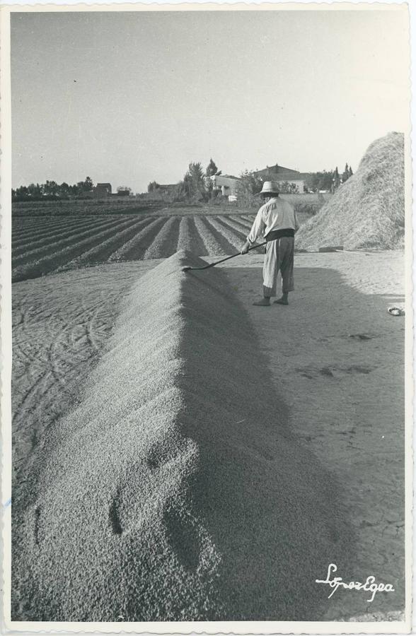 10. Sueca (Comunidad Valenciana), septiembre de 1965. El cultivo del arroz. En la imagen, el arroz, ya seco, dispuesto en la era para ser envasado y transportado al granero